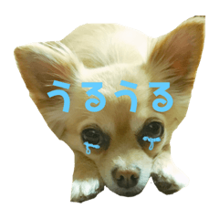 [LINEスタンプ] チワワのココさんとミックス犬あずき 