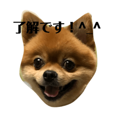 [LINEスタンプ] ポメ太の七変化 