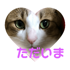 [LINEスタンプ] ねこにゃん01