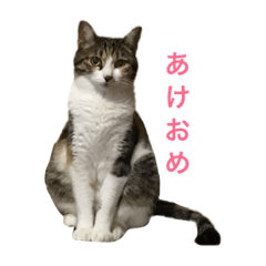 [LINEスタンプ] ソラとマロ②