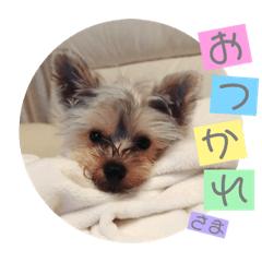 [LINEスタンプ] ヨーキー犬《MOCO》