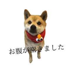 [LINEスタンプ] 柴犬チョコスタンプ 