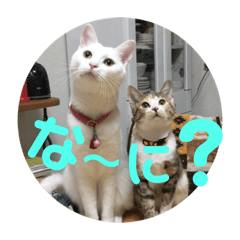 [LINEスタンプ] 三毛猫ひまわり 白猫さくら