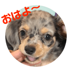 [LINEスタンプ] らぶわんこ② 