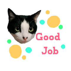 [LINEスタンプ] はちわれ猫ちゃん 