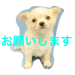 [LINEスタンプ] もこスタンプ2