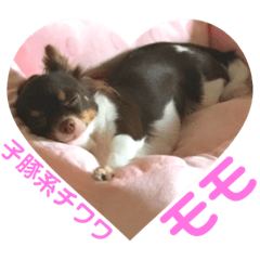 [LINEスタンプ] 加藤さん家のモモちゃん