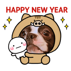 [LINEスタンプ] うちのボストンテリア。
