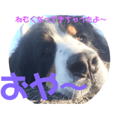 [LINEスタンプ] 猫と犬のほんわかスタンプ