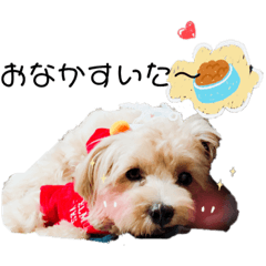 [LINEスタンプ] 毎日マロン 