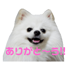 [LINEスタンプ] ゆりししまるくん 
