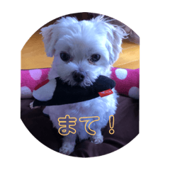 [LINEスタンプ] マルチーズすたんぷ 