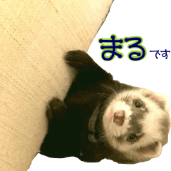 [LINEスタンプ] コロコロまるたん♪