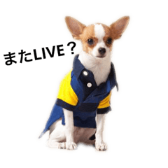 [LINEスタンプ] チワワのるい君