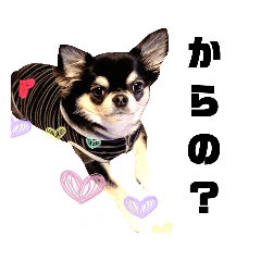 [LINEスタンプ] ヨナと愉快な仲間たチワワ時々ネコ⑦