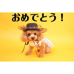 [LINEスタンプ] アンジーのご挨拶！