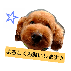 [LINEスタンプ] トイプードル アトム君スタンプ'-'