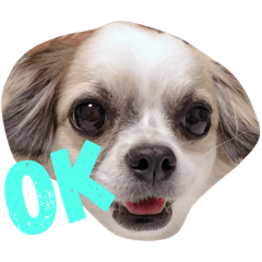 [LINEスタンプ] チワワのりくちゃん 