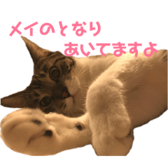 [LINEスタンプ] うちのメイちゃん2017-2018 