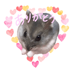 [LINEスタンプ] ぴーぷの可愛いスタンプ 