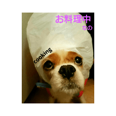 [LINEスタンプ] ティアラの日常No.1 