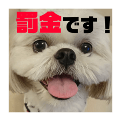 [LINEスタンプ] あおいちゃんためだけスタンプ