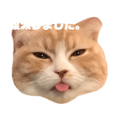 [LINEスタンプ] お嬢きなこのスタンプ 