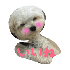 [LINEスタンプ] マルチーズのマシュです！Part3 