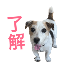 [LINEスタンプ] ジャックラッセルのジャックです