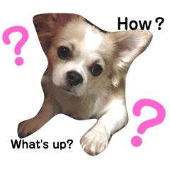 [LINEスタンプ] ココナッツ♡ 
