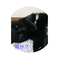 [LINEスタンプ] クロネコクロニャン 