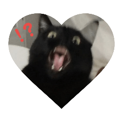 [LINEスタンプ] 黒猫タンゴさん 1 