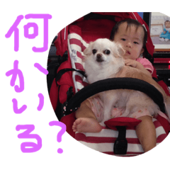 [LINEスタンプ] ちびたちとチワワ