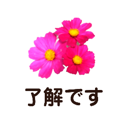 [LINEスタンプ] リアルなお花の見やすいスタンプ