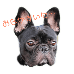 [LINEスタンプ] フレンチブルドッグこむぎの日常 fetchpriority=high