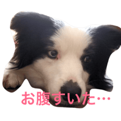 [LINEスタンプ] しーさん犬2 