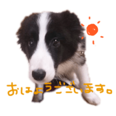 [LINEスタンプ] スカイと愉快な仲間たち。 
