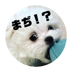 [LINEスタンプ] 愛犬みりちゃん 