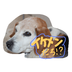 [LINEスタンプ] ビークル犬ハリーくん 