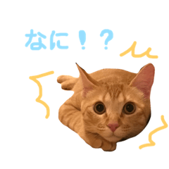 [LINEスタンプ] 茶トラにこちゃん 