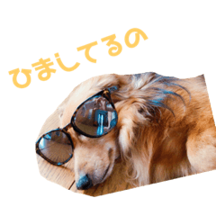 [LINEスタンプ] ダックスチャッピー 
