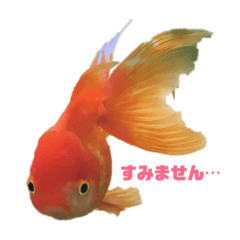 [LINEスタンプ] ベニちゃんシロちゃん