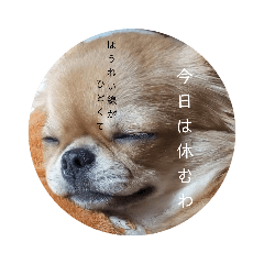 [LINEスタンプ] こんにチワワ〜ダメ主婦だよ 