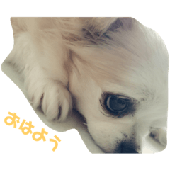 [LINEスタンプ] チワワ プリちゃん fetchpriority=high