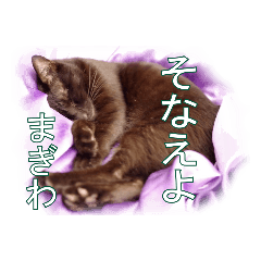 [LINEスタンプ] わかる人は絶対に使う(ボーイスカウト編) 