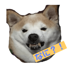 [LINEスタンプ] 柴犬の豆太郎 