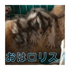 [LINEスタンプ] 双子のスローロリスとママ