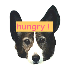[LINEスタンプ] 我が家の愛犬。名前は「すもも」よろしくね
