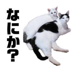 [LINEスタンプ] 佐藤家のねこといぬ① 