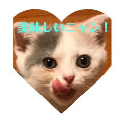 [LINEスタンプ] 癒しニャンコブブちゃん 